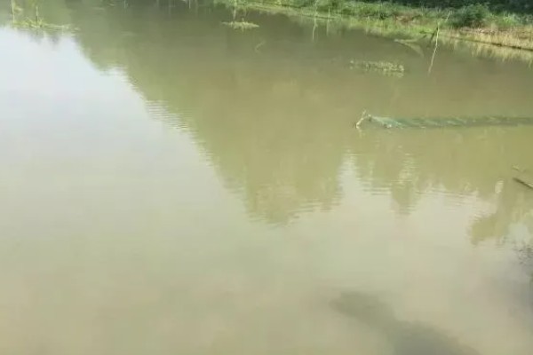 龙虾侧躺在水面上的原因，溶氧含量低时会爬出水面呼吸