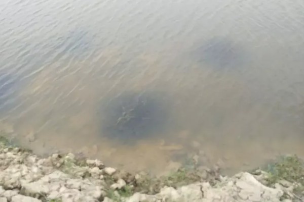 龙虾侧躺在水面上的原因，溶氧含量低时会爬出水面呼吸