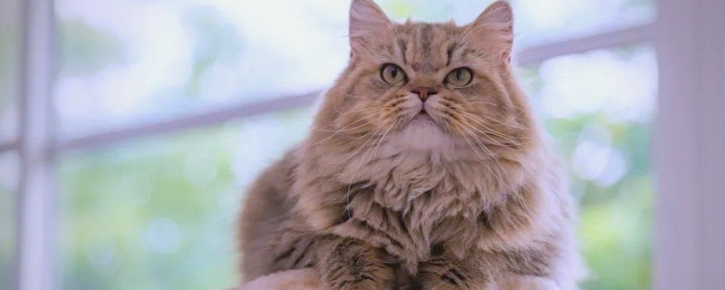 猫咪体重下降有哪些原因，可能是日常摄入的蛋白质含量不足