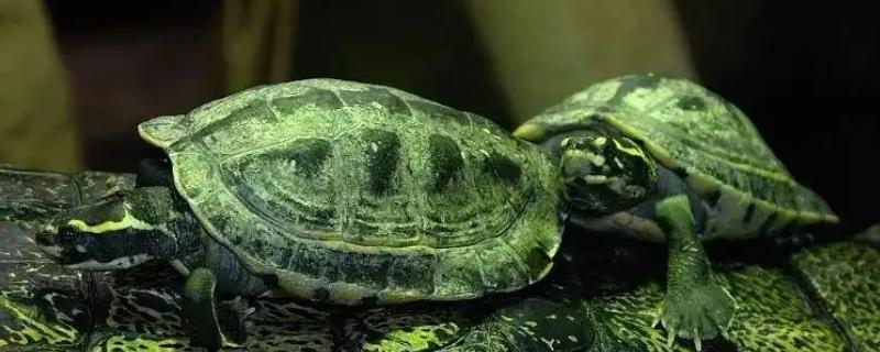 冠背龟好不好养，是非常好养的龟类