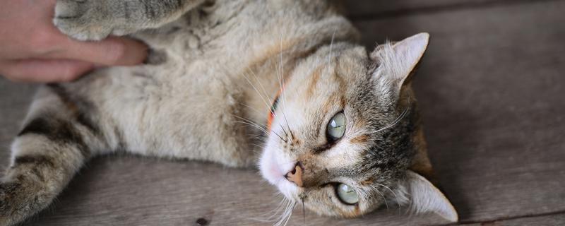 猫知道自己是猫吗，不具备像人类这样的自我认知