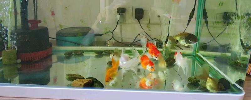 小金鱼的换水间隔，夏季每隔3天左右换一次