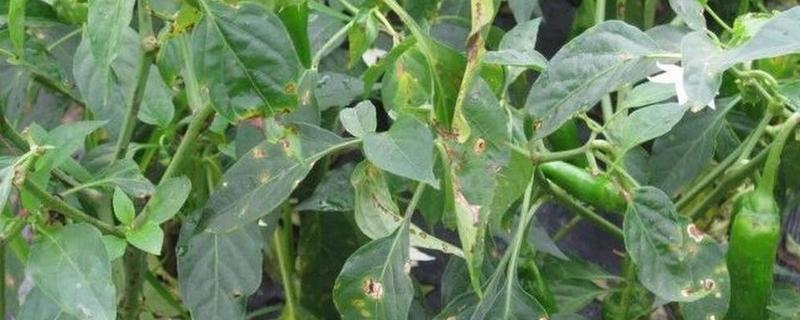 青椒褐斑病的发生特点，发生时间长且面积大