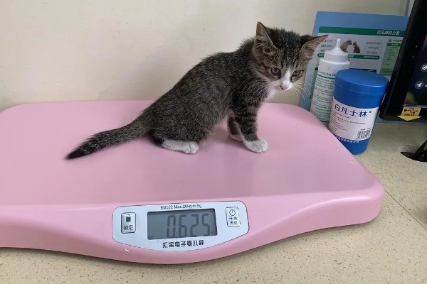 猫咪体重下降有哪些原因，可能是日常摄入的蛋白质含量不足