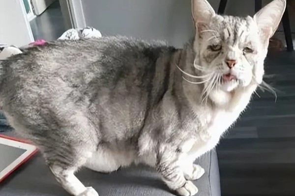 猫咪体重下降有哪些原因，可能是日常摄入的蛋白质含量不足