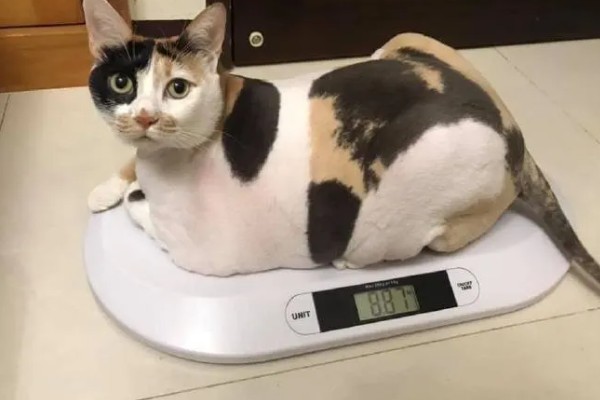 猫咪体重下降有哪些原因，可能是日常摄入的蛋白质含量不足