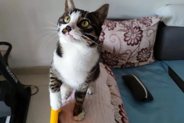 猫咪体重下降有哪些原因，可能是日常摄入的蛋白质含量不足