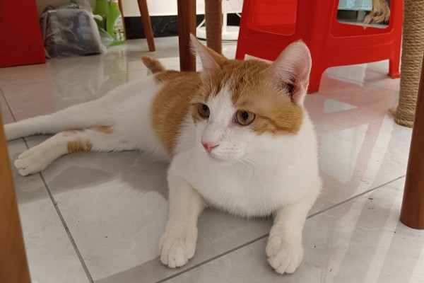 猫咪体重下降有哪些原因，可能是日常摄入的蛋白质含量不足