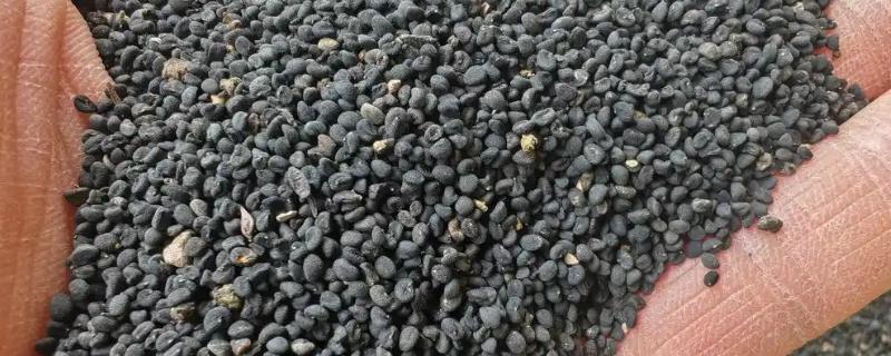 黄芩种子的播种方法，播种前在温水浸泡5-6小时