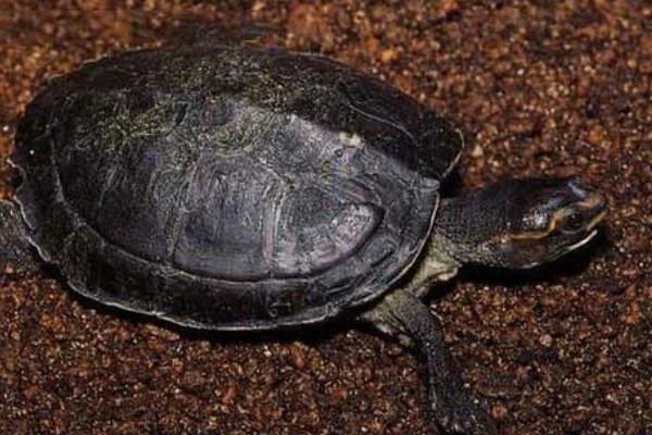 冠背龟好不好养，是非常好养的龟类