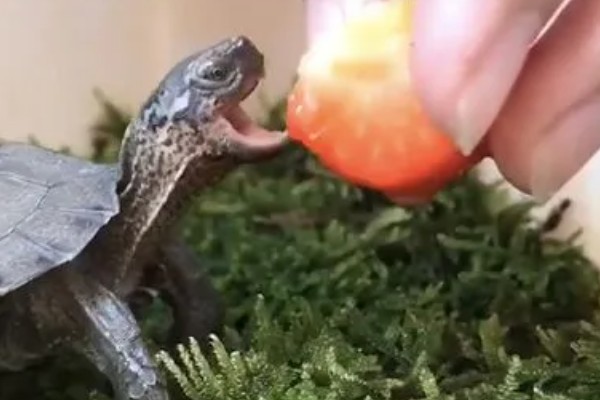 冠背龟好不好养，是非常好养的龟类