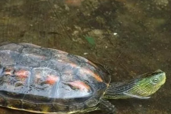 冠背龟好不好养，是非常好养的龟类