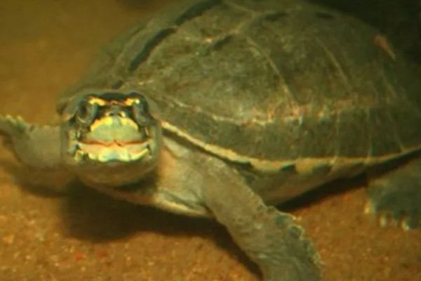 冠背龟好不好养，是非常好养的龟类