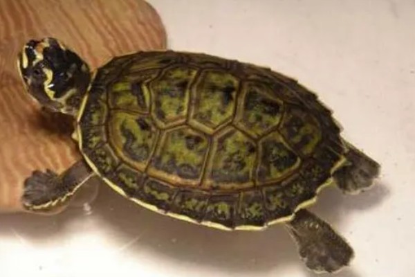 冠背龟好不好养，是非常好养的龟类