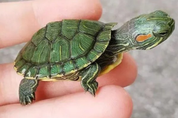 冠背龟好不好养，是非常好养的龟类