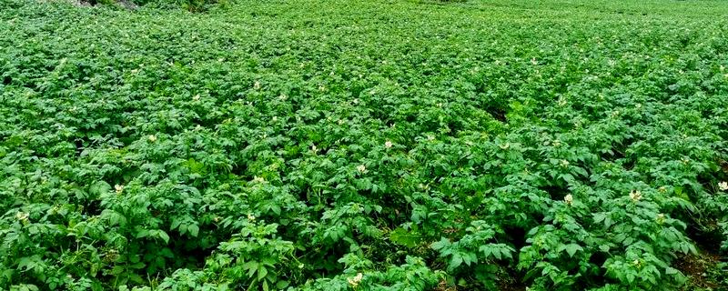 土豆种植后期的护理方法,收获前的10天要停止浇水