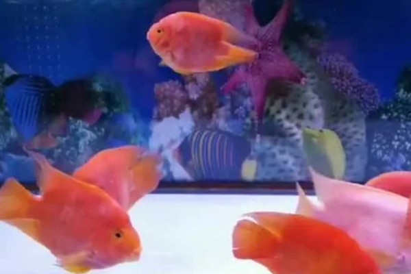 鹦鹉鱼的温度多少合适，可以在25-30度的水温中生活