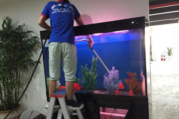 鹦鹉鱼的温度多少合适，可以在25-30度的水温中生活