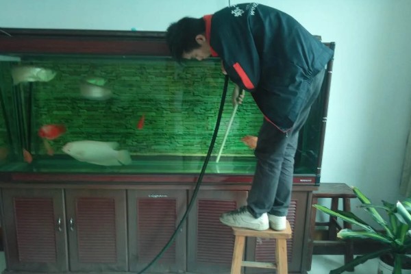 鹦鹉鱼的温度多少合适，可以在25-30度的水温中生活