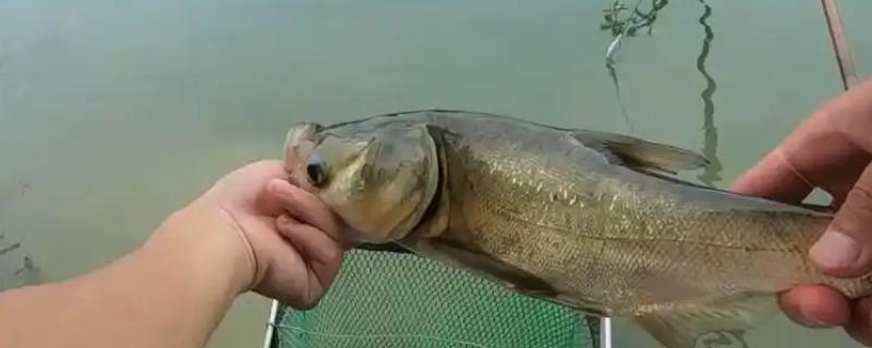 钓鲢鳙用什么方块饵料，可以用雾化状态的方块饵料