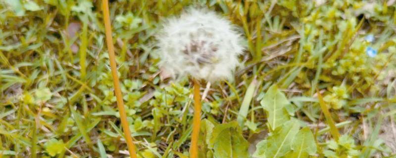 植物传播种子的方法，可通过风力、机械等传播