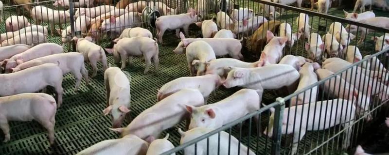 猪场的饲料配方，不同阶段的猪饲料不同