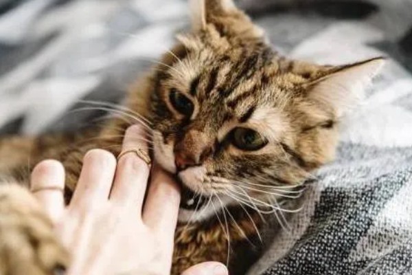 猫知道自己是猫吗，不具备像人类这样的自我认知