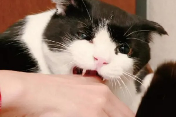 猫知道自己是猫吗，不具备像人类这样的自我认知