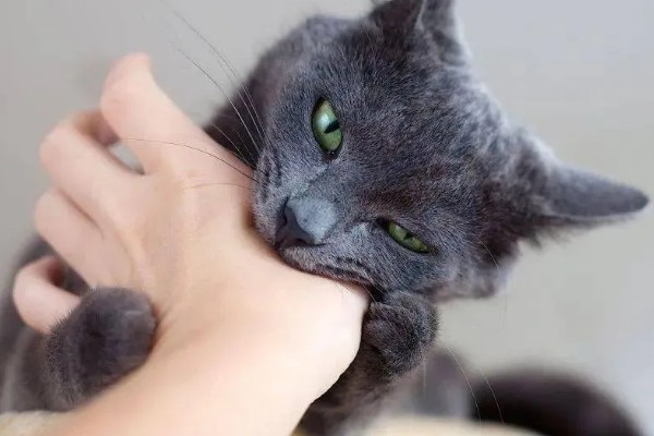 猫知道自己是猫吗，不具备像人类这样的自我认知