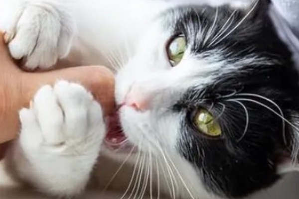 猫知道自己是猫吗，不具备像人类这样的自我认知