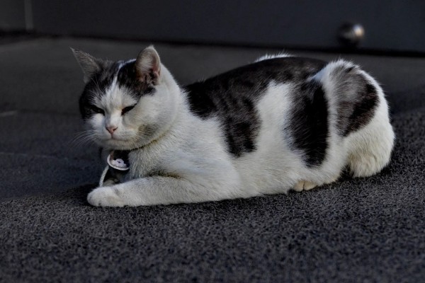 猫知道自己是猫吗，不具备像人类这样的自我认知