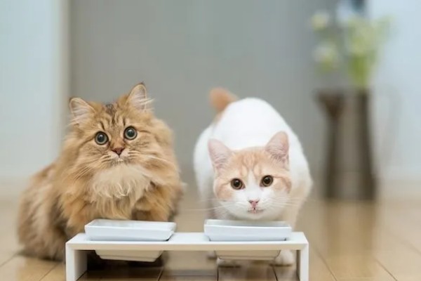 猫知道自己是猫吗，不具备像人类这样的自我认知