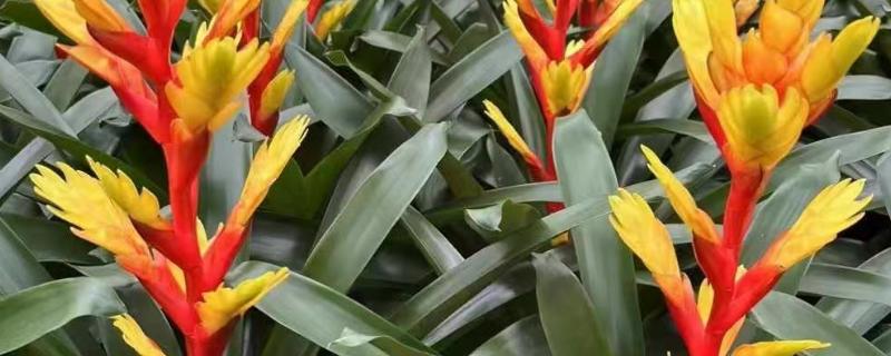 彩苞凤梨的花语是什么，代表着好运爆棚