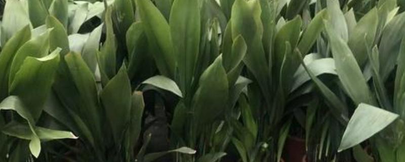 怎么养一叶兰，生长期要保持充足的水分