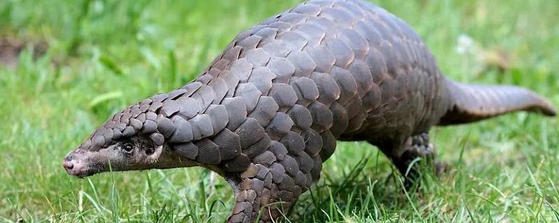 穿山甲与食蚁兽有什么区别，前者属于穿山甲科、后者属于食蚁兽科