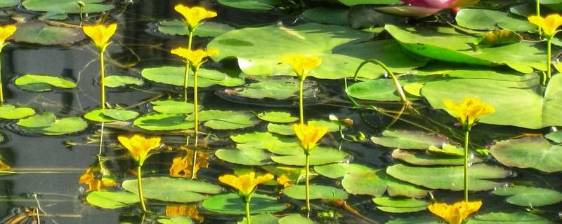 荇菜是不是铜钱草，属于龙胆科水生草本植物