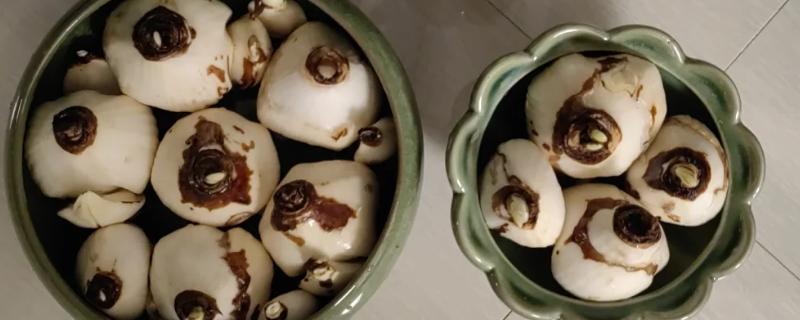 如何水培水仙花，建议选择健康饱满扁平型状的品种