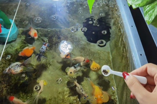 小金鱼的换水间隔，夏季每隔3天左右换一次