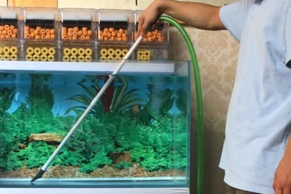 小金鱼的换水间隔，夏季每隔3天左右换一次