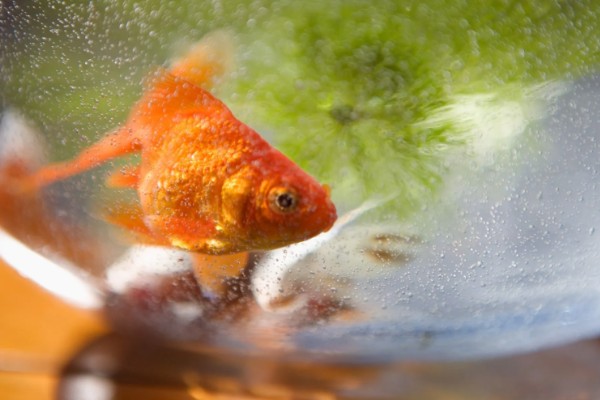 小金鱼的换水间隔，夏季每隔3天左右换一次