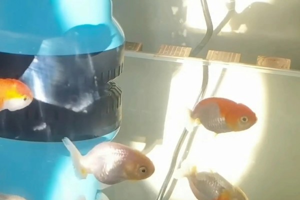 小金鱼的换水间隔，夏季每隔3天左右换一次