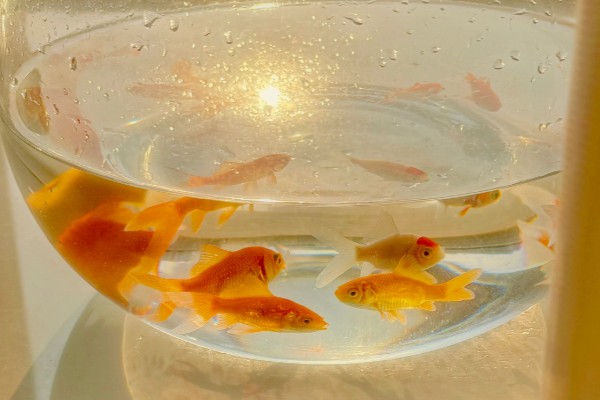 小金鱼的换水间隔，夏季每隔3天左右换一次