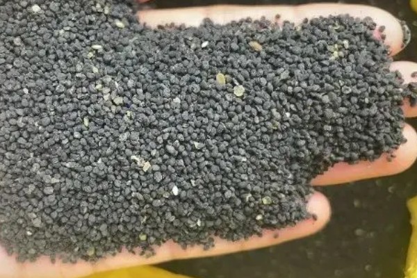 黄芩种子的播种方法，播种前在温水浸泡5-6小时