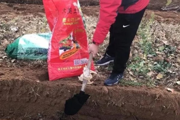 黄芩种子的播种方法，播种前在温水浸泡5-6小时