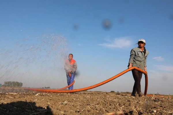 黄芩种子的播种方法，播种前在温水浸泡5-6小时