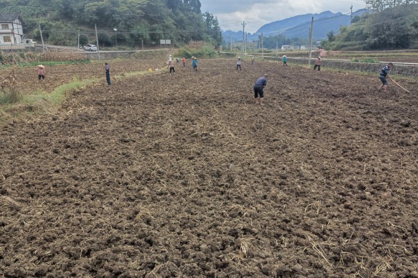 黄芩种子的播种方法，播种前在温水浸泡5-6小时