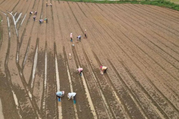黄芩种子的播种方法，播种前在温水浸泡5-6小时