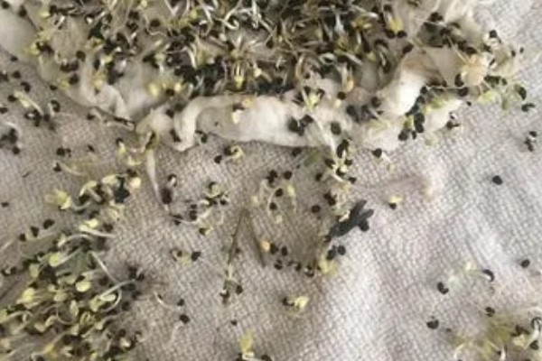 黄芩种子的播种方法，播种前在温水浸泡5-6小时