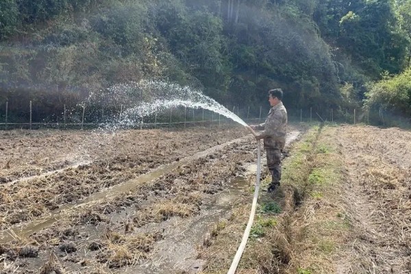 黄芩种子的播种方法，播种前在温水浸泡5-6小时