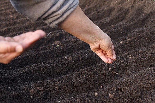 黄芩种子的播种方法，播种前在温水浸泡5-6小时